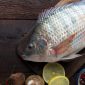 Ikan mujair kaya protein. l Istimewa