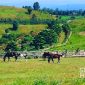 Wisata alam ke Fina Farm Sukabumi serasa mengunjungi New Zealand. l Istimewa