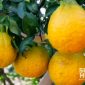 Jeruk dekopon, buah manis tanpa biji dari Jepang. l Istimewa
