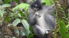 Surili, fauna endemik hutan tropis di Jawa Barat. l Istimewa
