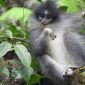 Surili, fauna endemik hutan tropis di Jawa Barat. l Istimewa