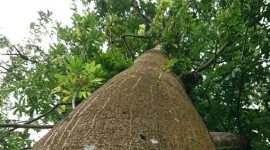Pohon randu. l Istimewa