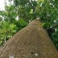 Pohon randu. l Istimewa