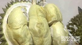 Durian khas Cikakak, Sukabumi terkenal rasanya yang enak dan dagingnya tebal. l Istimewa