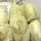 Durian khas Cikakak, Sukabumi terkenal rasanya yang enak dan dagingnya tebal. l Istimewa