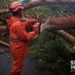 Pohon tumbang di ruas jalan penghubung Cidahu-Parakansalak. l Istimewa