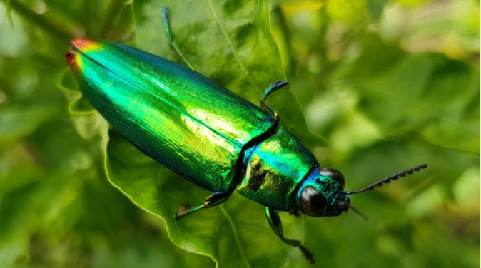 Kumbang metalik masuk dalam keluarga scarab dan termasuk dalam subfamily Cetoniinae. l Istimewa