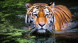 Harimau Sumatera yang termasuk jenis Harimau Sunda. l Istimewa