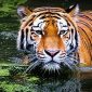 Harimau Sumatera yang termasuk jenis Harimau Sunda. l Istimewa