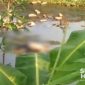 Jasad Adul ditemukan di sungai. l Istimewa