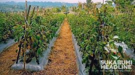 Tanaman pertanian milik petani Kabandungan, Kabupaten Sukabumi. l sukabumiheadline.com