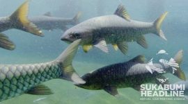 Pembibitan ikan dewa di Leuwi Soro Sukabumi. l sukabuheadline.com