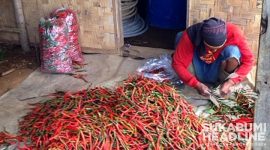 Komoditi pertanian cabai dari Sukabumi. l Istimewa