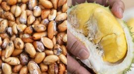 Manfaat biji buah durian. l Istimewa