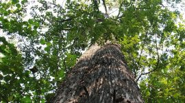 Berbagai jenis pohon menjadi aset biologis Perum Perhutani. l Perum Perhutani