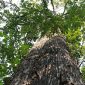 Berbagai jenis pohon menjadi aset biologis Perum Perhutani. l Perum Perhutani