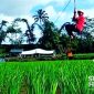Flaying fox di Desa Wisata Cisande. l Instagram Desa Wisata Cisande