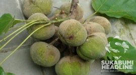 Kemiri Sunan. l Istimewa