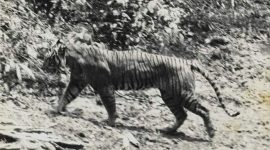 Harimau Jawa atau Panthera tigris sondaica. - Nasional Geographic 