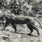 Harimau Jawa atau Panthera tigris sondaica. - Nasional Geographic 