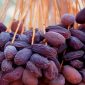 Kurma Jericho Delights dipilih dari kurma terbaik. l Istimewa