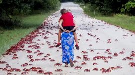 Kepiting merah memasuki perkampungan warga Pulau Natal. - Istimewa