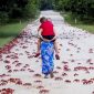Kepiting merah memasuki perkampungan warga Pulau Natal. - Istimewa