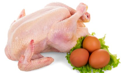 Ilustrasi daging ayam dan telur