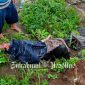 Warga Parungkuda Sukabumi digegerkan penemuan mayat wanita. - Istimewa