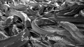 Peternakan ikan lele, salah satu unggulan dari Kabupaten Sukabumi. - Istimewa
