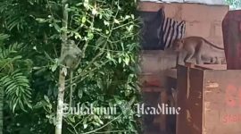 Monyet liar serbu permukiman warga Nagrak Sukabumi - Istimewa