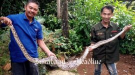 Relawan Jaga Satwa Indonesia tangkap ular piton di Nagrak Sukabumi