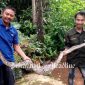 Relawan Jaga Satwa Indonesia tangkap ular piton di Nagrak Sukabumi