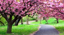 Tak perlu ke Jepang, wisata Taman Sakura cuma 1 jam dari Parungkuda Sukabumi - Istimewa