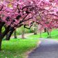 Tak perlu ke Jepang, wisata Taman Sakura cuma 1 jam dari Parungkuda Sukabumi - Istimewa