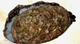 Kerang Abalon atau Siput Ningrat - Istimewa