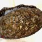 Kerang Abalon atau Siput Ningrat - Istimewa
