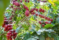 Tanaman kopi di kawasan agroforestri Perhutani - Perhutani