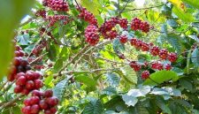 Tanaman kopi di kawasan agroforestri Perhutani - Perhutani