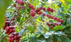 Sukabumi hasilkan 766,14 ton biji kopi, ini 22 kecamatan penghasil