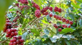 Tanaman kopi di kawasan agroforestri Perhutani - Perhutani