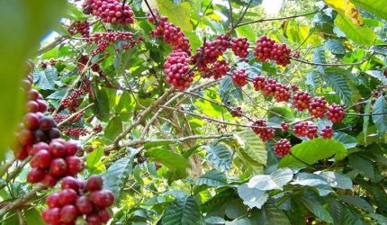 Kopi
