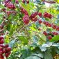Tanaman kopi di kawasan agroforestri Perhutani - Perhutani
