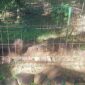Makam kuno yang diyakini sebagai makam Raden Purbaya alias Gatotkaca atau Raksabaya - Istimewa