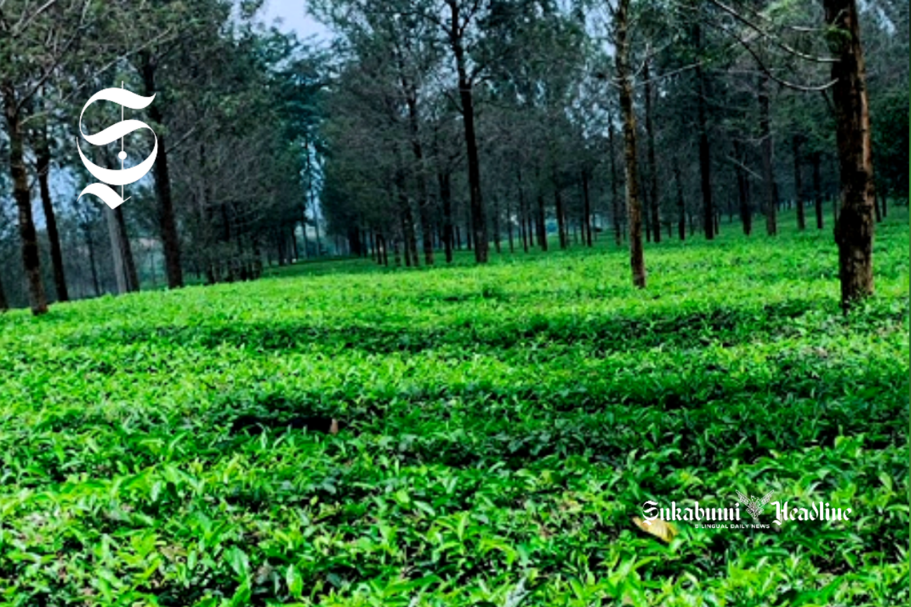 Produksi perkebunan rakyat terbanyak di Sukabumi menurut jenis tanaman 1 Perkebunan teh Goalpara Sukabumi