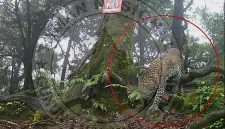 Macan Tutul Jawa - @btn_gn_halimunsalak