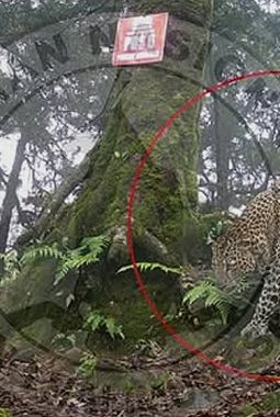 Macan Tutul Jawa terekam camera trap di STPN Sukabumi