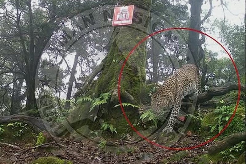 Macan Tutul Jawa - @btn_gn_halimunsalak