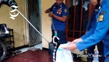 Ular berbisa masuki rumah Kasek SMAN 5 Sukabumi - Istimewa