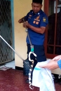 Ular berbisa masuki rumah Kasek SMAN 5 Sukabumi, butuh bantuan Damkar? Hubungi nomor ini